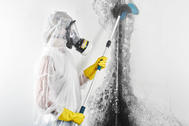 Best Crawl Space Mold Remediation  in Lockport, IL
