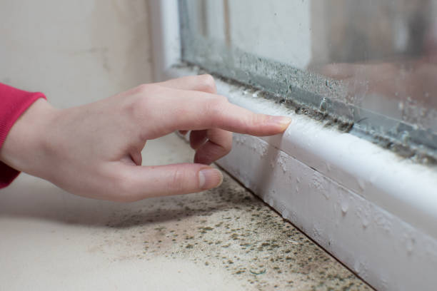 Best Environmental Consulting for Mold Prevention  in Lockport, IL
