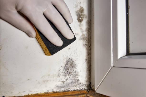 Best Real Estate Mold Inspection  in Lockport, IL