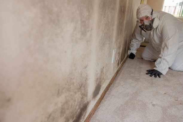 Best Mold-Related Health Consultation  in Lockport, IL